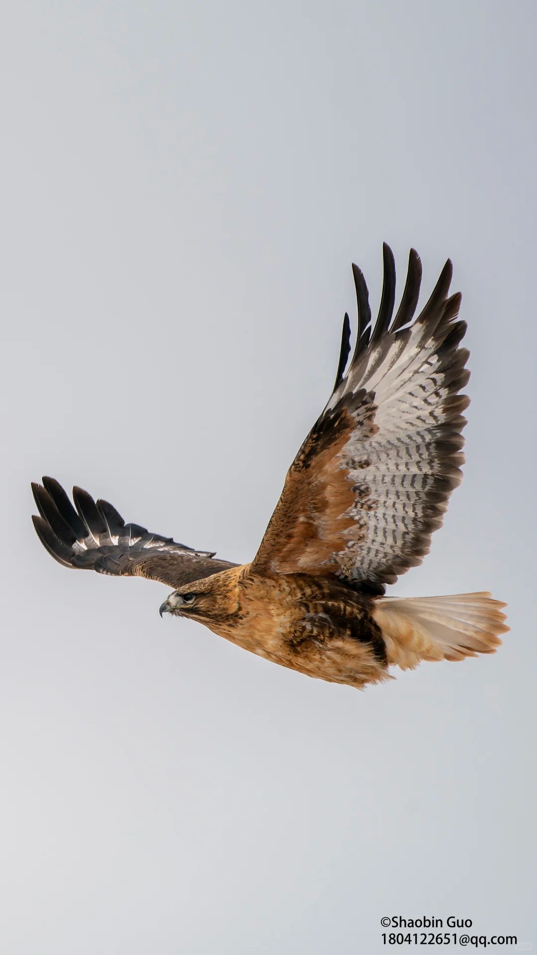 在阿尔金山的荒野深处，与野生动物相遇_7_俯冲的游隼 野生动物摄影_来自小红书网页版